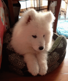 壁纸 动物 狗 狗狗 240_284 gif 动态图 动图