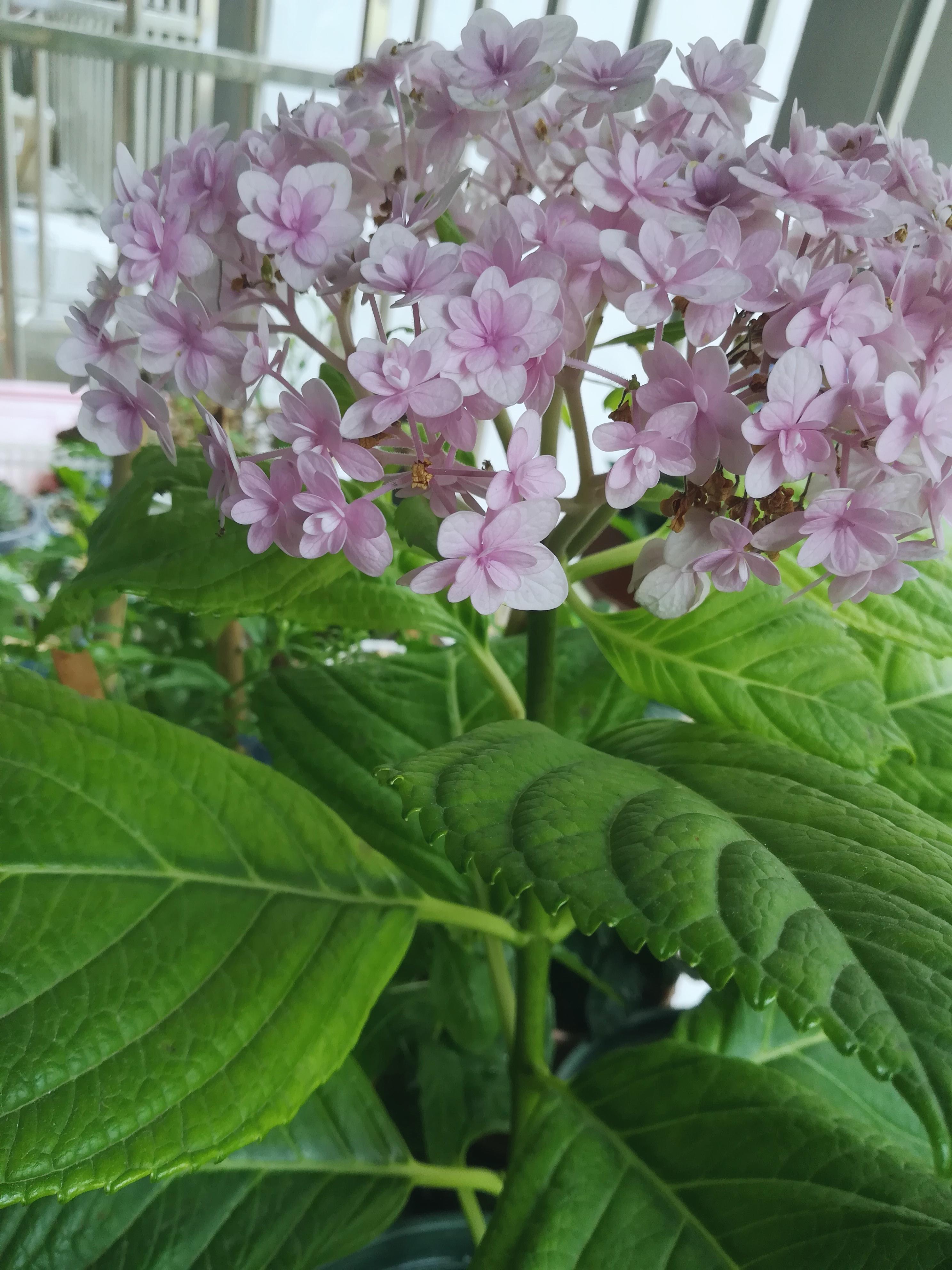 夏天什么花适合种 试试无尽夏 花手鞠 看点快报