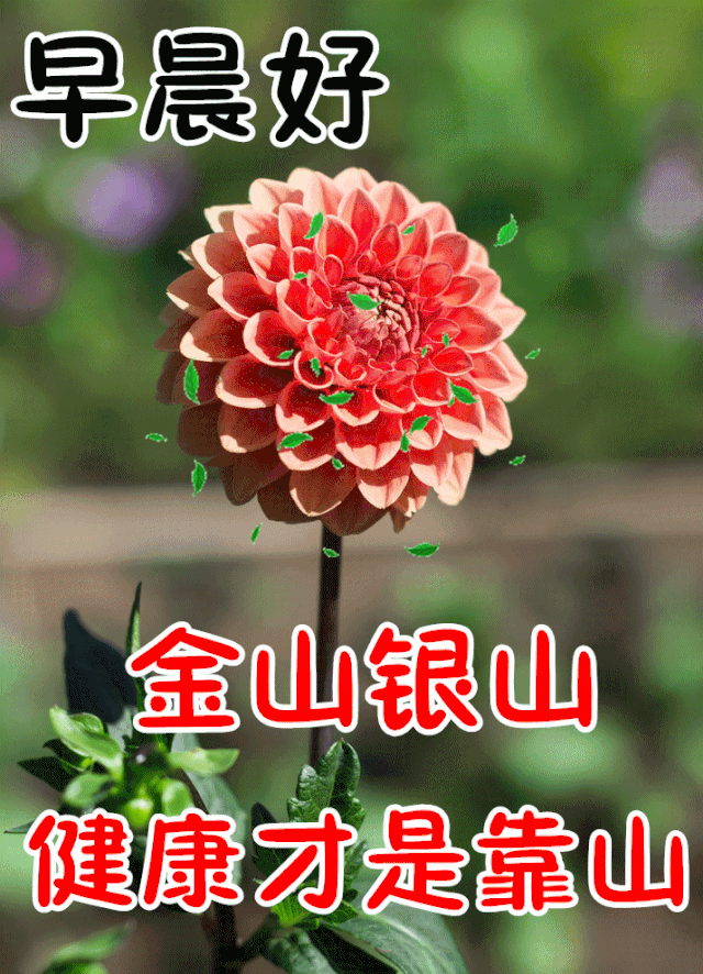 1月31日最漂亮早上好动态表情图片大全,早晨好动图美图大全