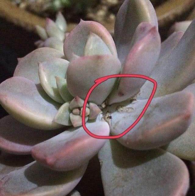 养花爱生虫 教你一招 根除 蚧壳虫 看点快报