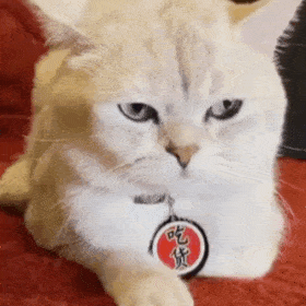 动态猫狗表情包-07