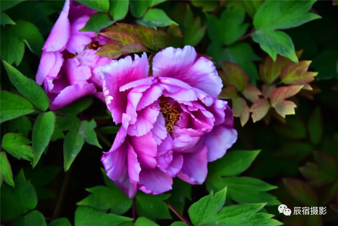 莫负花期 达活泉公园牡丹花开正艳 看点快报