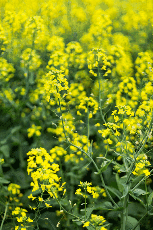 春天是个好时节,人们终于要战胜寒冬,迎来繁花似锦
