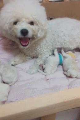 狗狗生完宝宝后,主人靠近都龇牙,被主人拿鞋子爆抽!