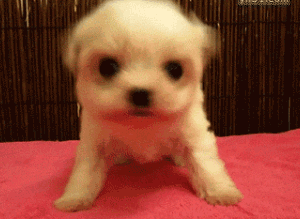 搞笑gif:妹子让狗狗折腾够了