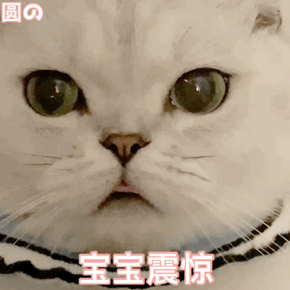 表情包:小可爱猫咪表情包