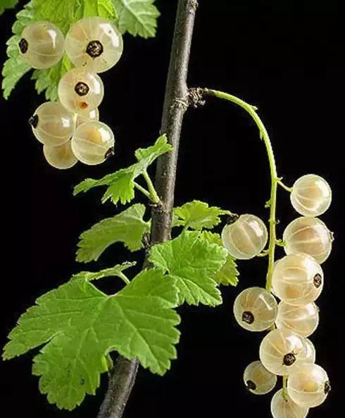 20171031100916_2yl2ws9q7q.jpg?v=1769802991289