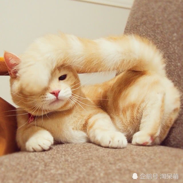 我是一只喵星人,一只可爱的小瘦橘,不是你们想象中的那种大肥猫