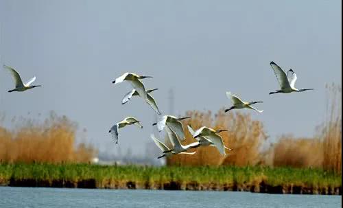沙鸥翔集 锦鳞游泳 飞鸟歌唱 水流哗哗 这是秋天的沙湖 看点快报
