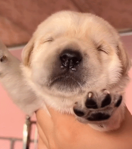 汪星人,萌宠,生活趣事,二货