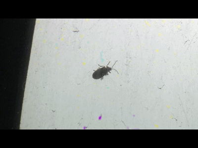 屋内小虫满天飞,屋外榆树树干枯