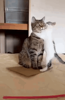 猫咪怼脸杀:你不干净了~ 感觉我被猫吸了 好幸福呢 5.