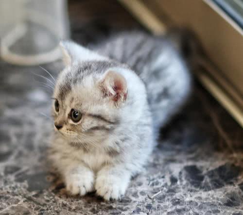 日本为什么这么爱猫 猫娘 招财猫等 日本特有的猫咪文化 看点快报