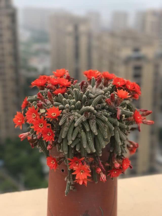 白檀仙人球其貌不扬,远看盆里爬满了毛毛虫,却很容易开花爆盆