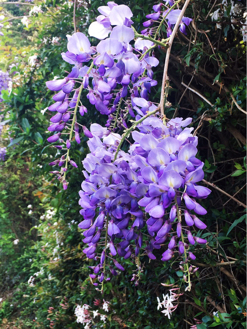 院里养棵紫藤花,长成一条