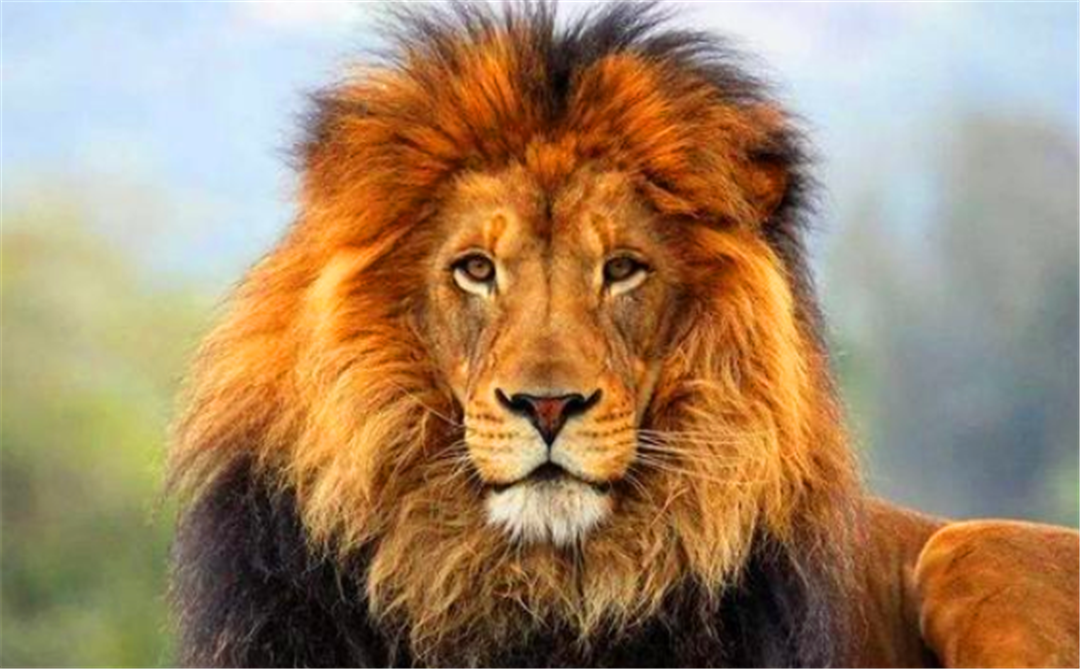 狮王,雄狮,狮子