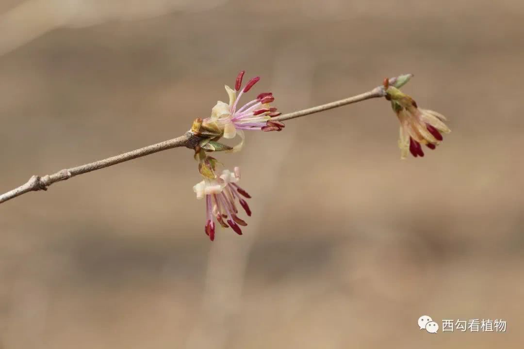 北京栽培植物之早花忍冬 看点快报