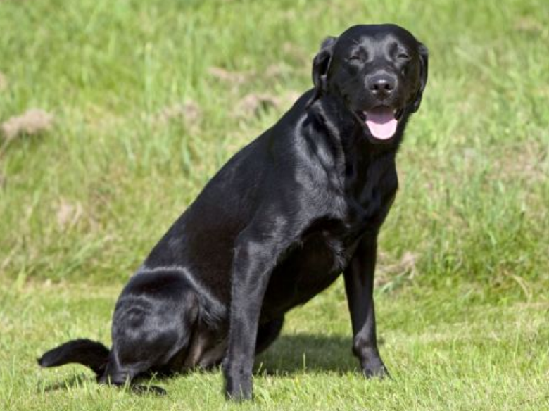 养一只拉布拉多犬有什么好处 以前不知道 看完之后忍不住了 看点快报