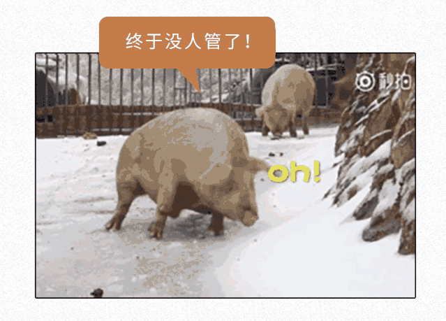 母猪的产后护理,体脂率