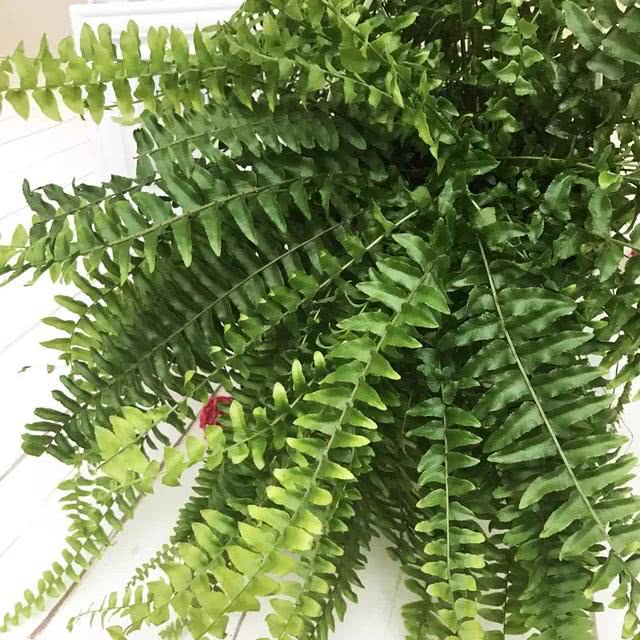 春天室内太干燥 试试养这4种植物 堪比加湿器 看点快报