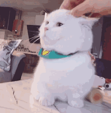 搞笑的表情包:要我一直可爱吗