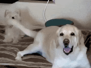 狗狗总是异常亢奋,难道是精力过剩?小心狗子得了多动症