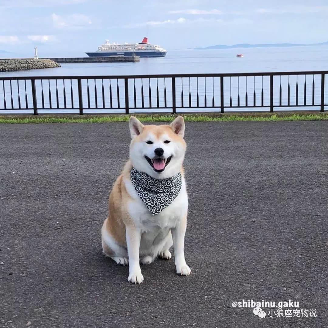 柴犬因挚友离世闷闷不乐直至它的出现扭转结局 看点快报