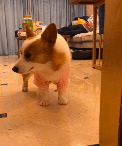 这么可爱且娇小玲珑的小狗狗,你看看这小造型,不知道你爱了吗.