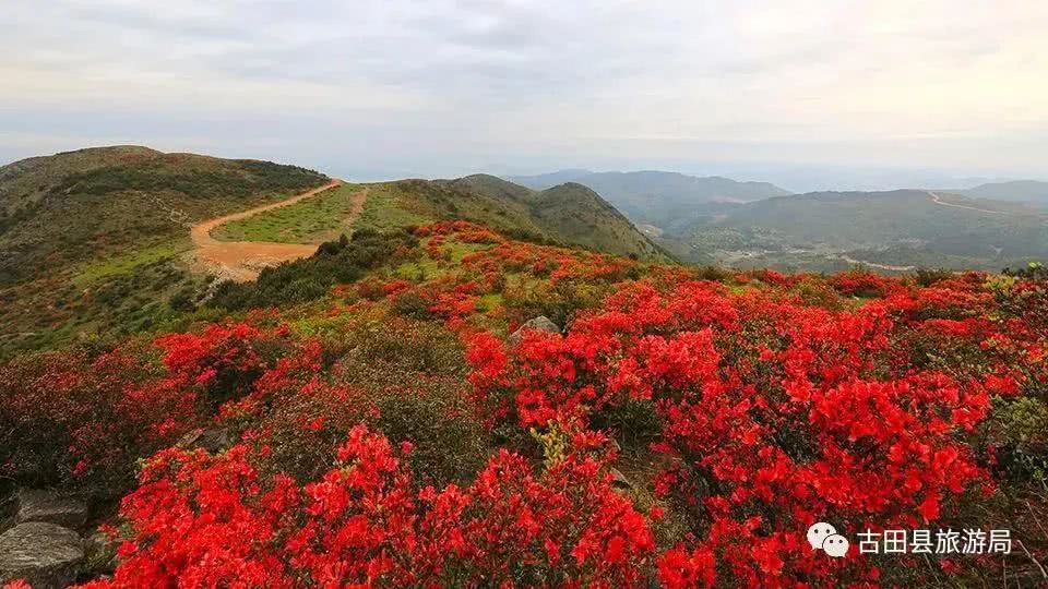 杜鹃花,仙岩,寿宁