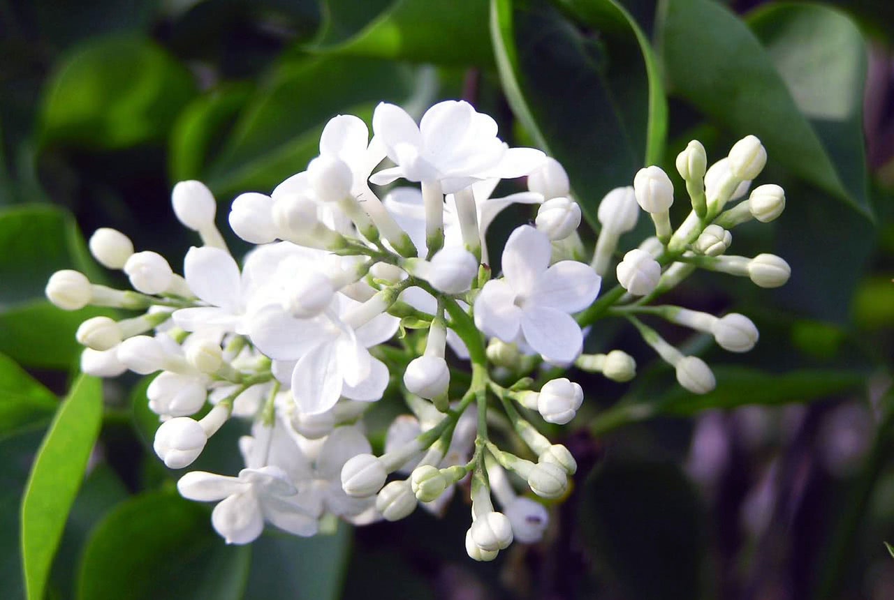 丁香花 天国之花 看点快报