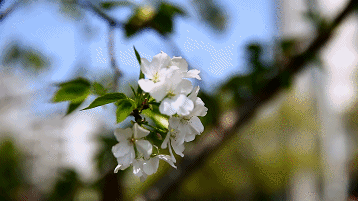 之间 桃花遍地,繁花似锦 盛开的李花 压弯了树枝 洁白无瑕,清新淡雅