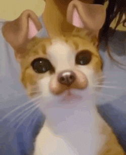 橘猫第一次见到滤镜中的自己,反应超可爱:咋还变异了呢?