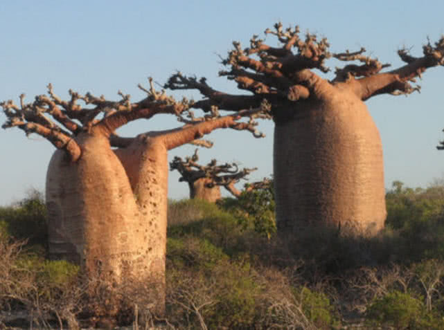 它是植物界的老寿星之一 人称之为 圣树 结的果实广受欢迎 看点快报