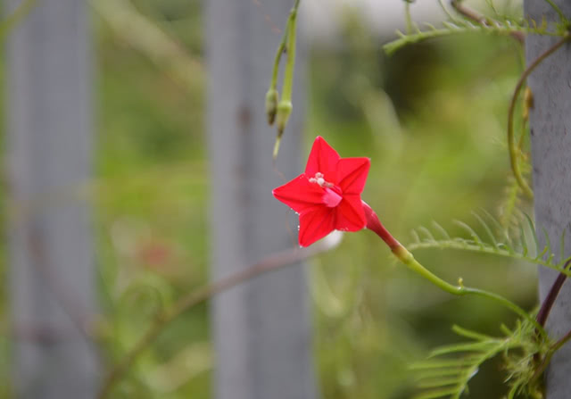 阳台养一盆 五角星 花 惊艳了 看点快报