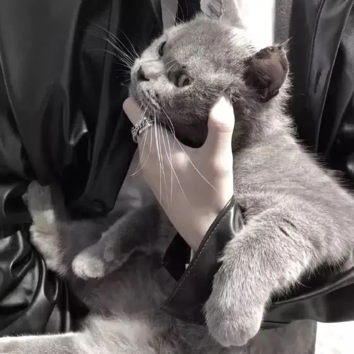 帅气抱猫男生头像