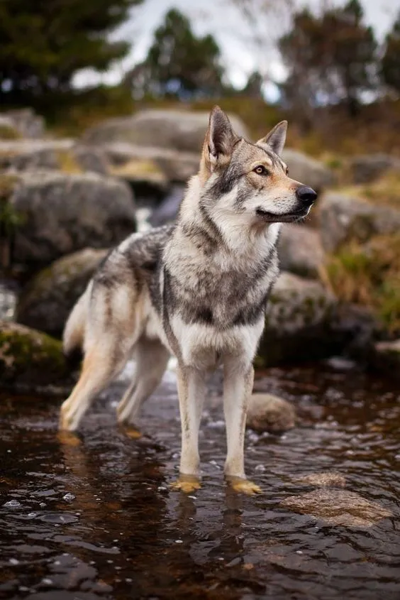 狼犬,捷克狼犬,德国牧羊犬,幼犬