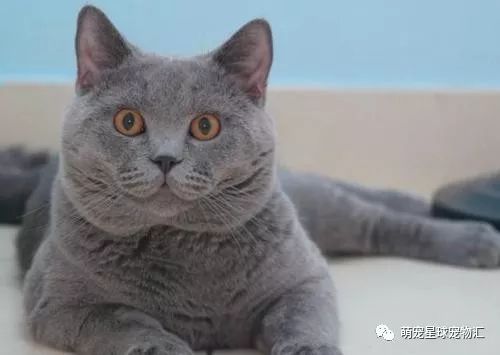 涨姿势 英短品种介绍 蓝猫 银渐层 虎斑到底要买什么猫 看点快报