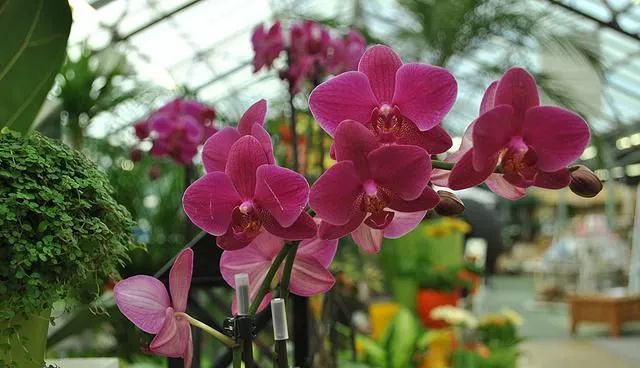 洋兰鲜切花养护就这样简单 看点快报