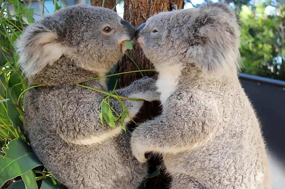 当地时间2014年2月143日,美国佛罗里达,情人节上,动物园内的两只