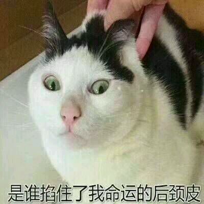 可爱猫咪表情包,等等我有话说