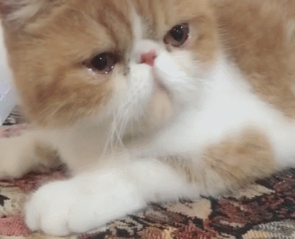 猫妈想念自己的孩子,主人拿来小猫相片,猫咪哇哇大哭!