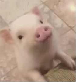 全是动图的表情包