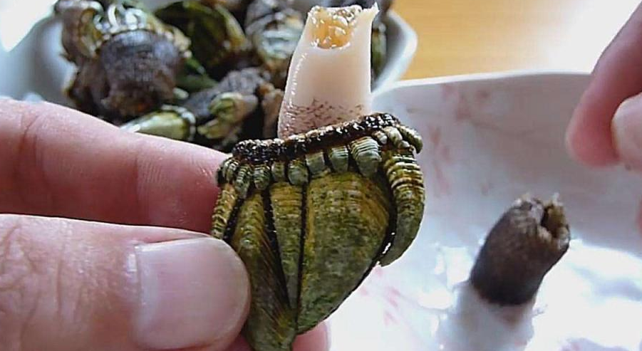 海龟,鹅颈藤壶,鲸鱼
