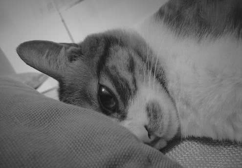 猫咪吐血拉出血便 这是胃溃疡的症状 铲屎官该如何治疗和护理 看点快报