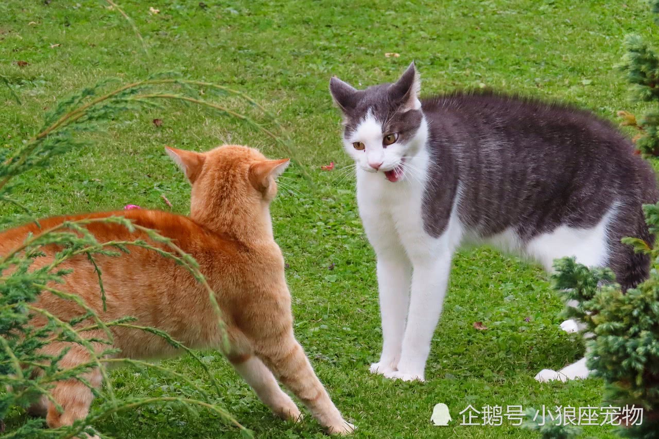 猫咪打架打到一半,双方却有时间退开各自整理毛发