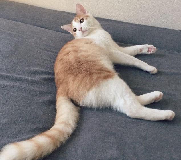 猫咪吐血拉出血便 这是胃溃疡的症状 铲屎官该如何治疗和护理 看点快报