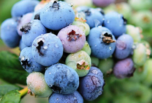 花青素有副作用吗 长期使用花青素有害吗 看点快报