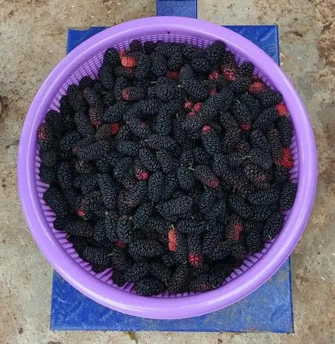 桑葚,马桑果