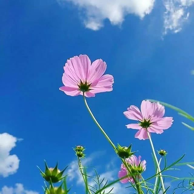 微信头像 最火爆 风景,qq头像图片黑白 适合做微信头像的风景图片