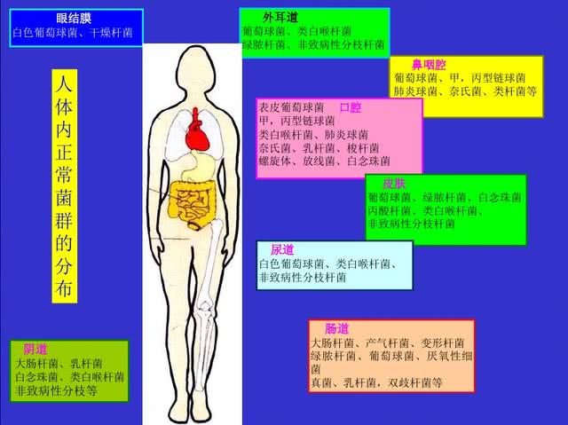 什么是细菌 什么是病毒 这篇文章告诉你 看点快报